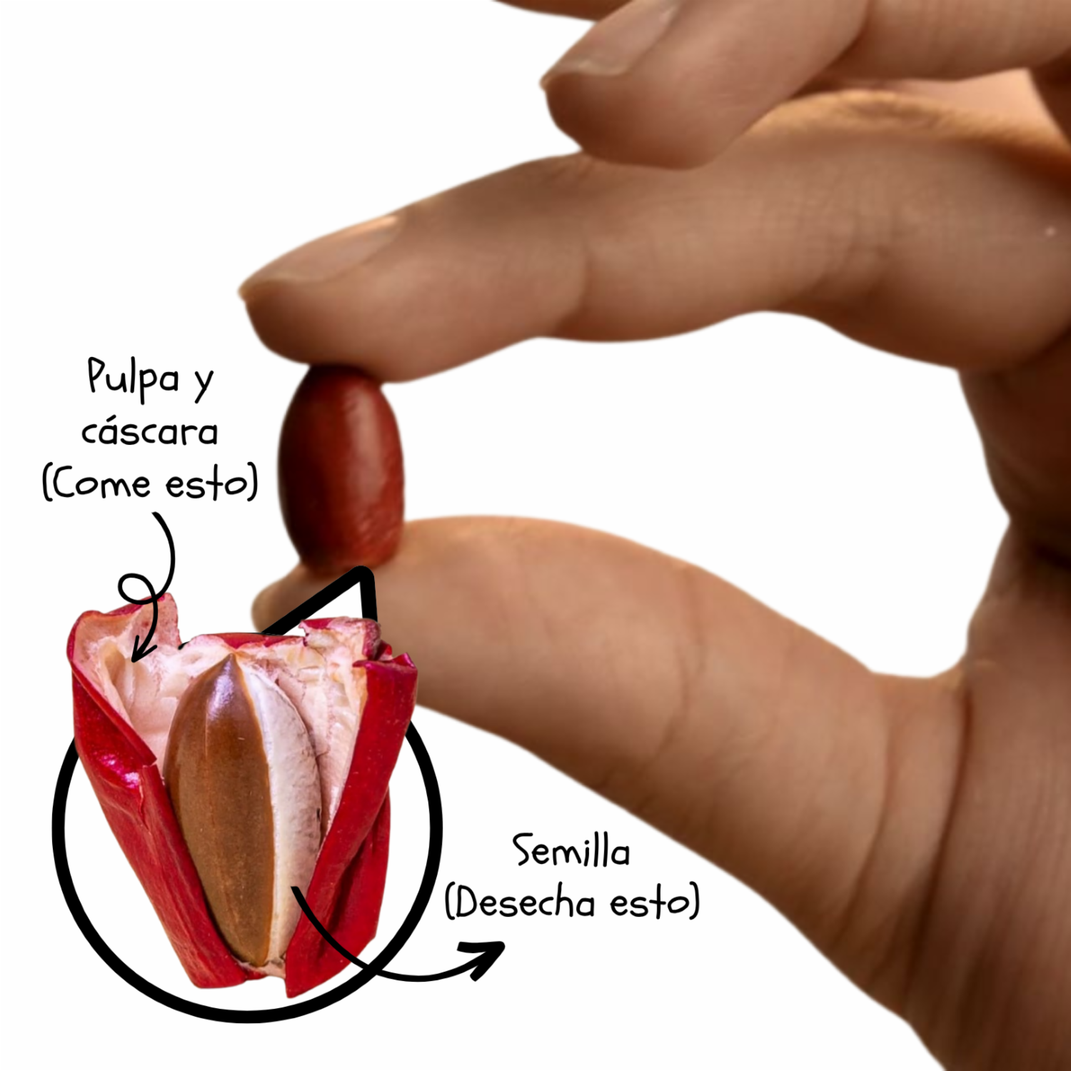 Fruta Milagrosa Liofilizada ZAFRÚ 2 G