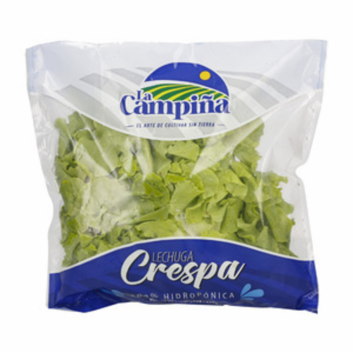 Lechuga Crespa LA CAMPIÑA Funda